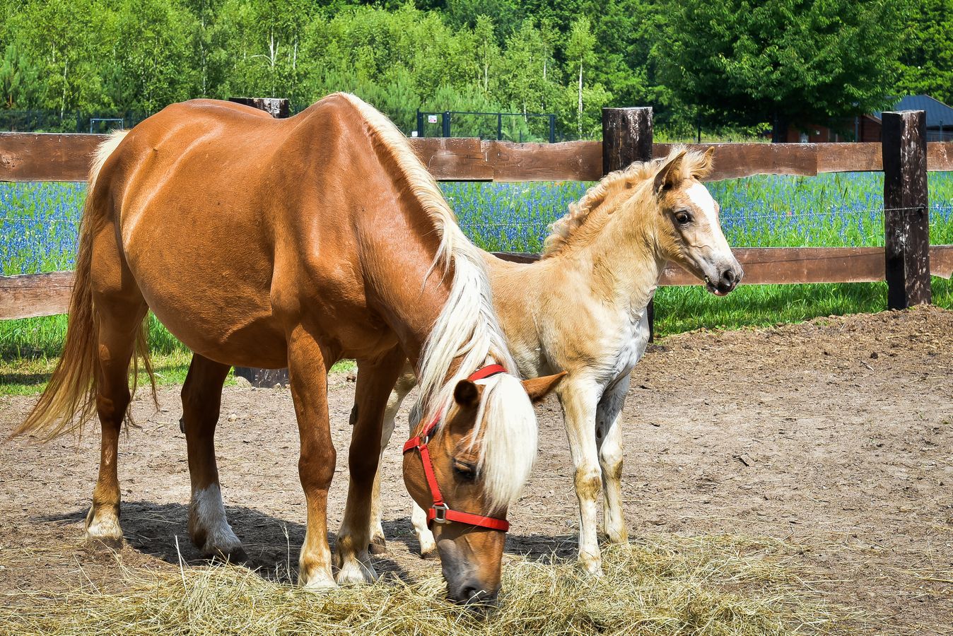 DZIEŃ DZIECKA W BIEŃKOWIE — zdjęcie 8 z 40
